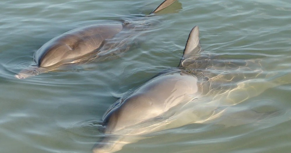 Dolphin and Manatee Island Hopping Tour Orlando - vacaystore.com